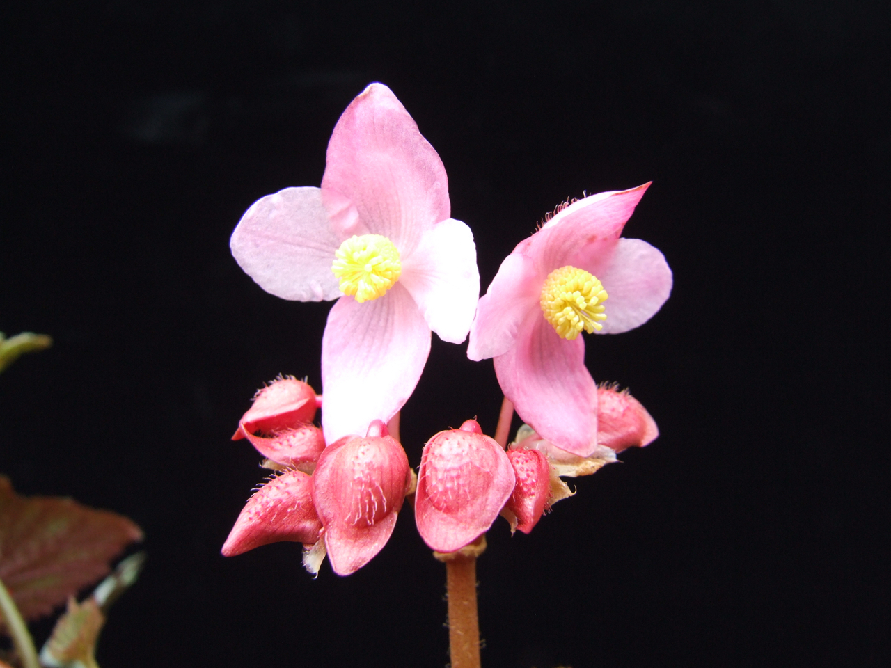 B. ‘Kaiyun’